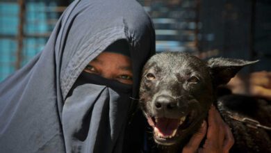 Kendini Sokak Köpeklerine Yardıma Adadı