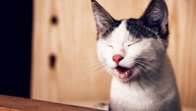 Yağmur Borusuna Sıkışan Kedi Lübnan'da Ses Getirdi